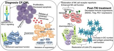 Frontiers  Immune Effector Recovery in Chronic Myeloid Leukemia and